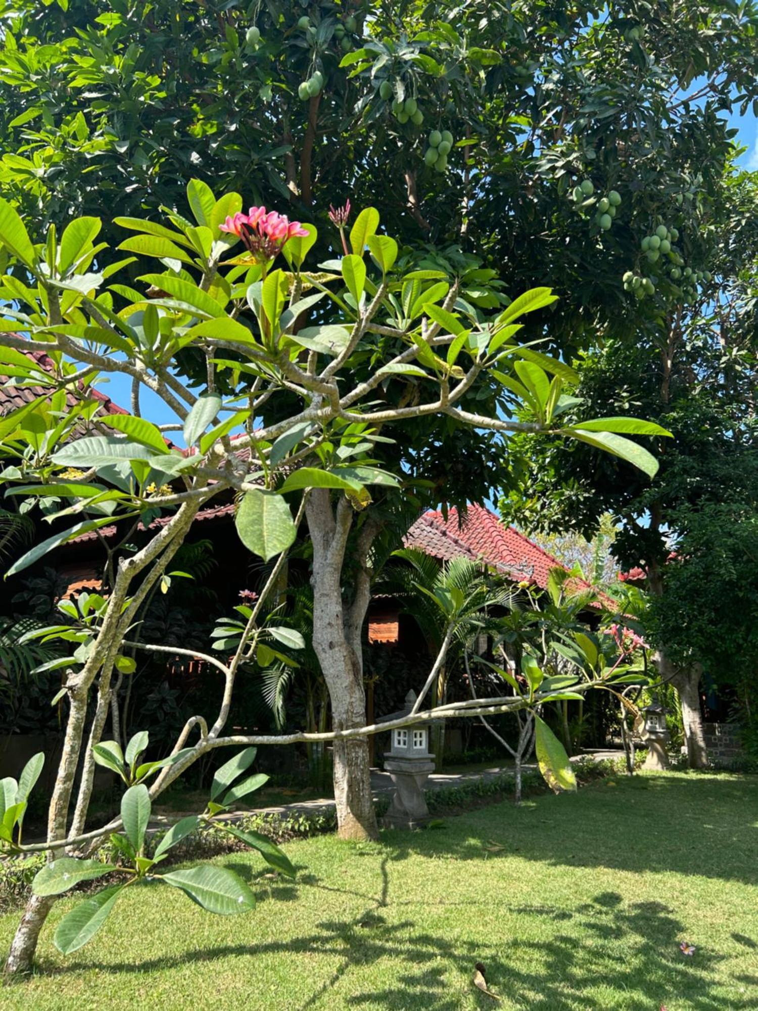 Bed and Breakfast Island Garden Huts Lembongan Нуса-Лембонган Экстерьер фото